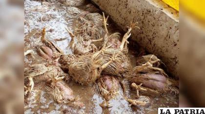 Granja de pollos es inundada a causa de intensas lluvias /RR.SS.