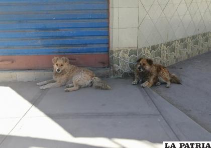 Zoonosis continuará con la captura de perros callejeros /LA PATRIA