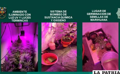 Intervinieron una casa donde cultivan marihuana /Felcn
