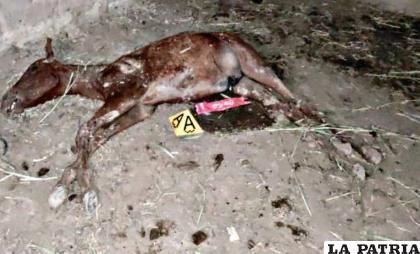 Además, encontraron otros animales muertos / Policía