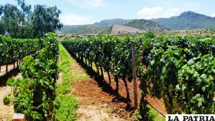 Una de las características de la región es su exquisita producción de vino /Página Siete
