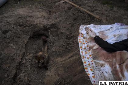 Un gato sentado sobre la tumba de Lyudmyla Kononuchenko, de 51 años, que fue enterrada por sus familiares y amigos /AP Foto/Rodrigo Abd
