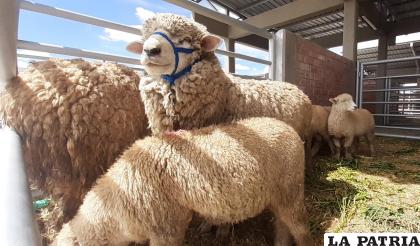 El Choro y Toledo son los mayores productores de ovinos /LA PATRIA