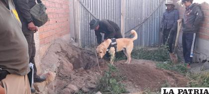 El can Max en busca de los restos de Adriana en la casa de Pumas Andinos /lA PATRIA
