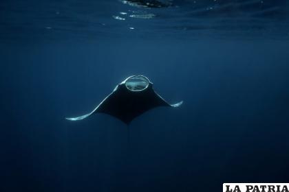 Las mantarrayas también lograron habituarse a ese medio /Ana Paula Chirino | IG: @apchirino