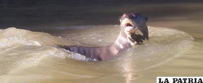 La especie estaba amenazada en su propio hábitat /Wikimedia Commons 
