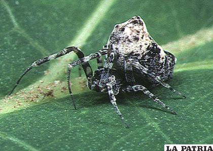 Las arañas macho escapan como pueden /Akio Tanikawa /Wikimedia Commons