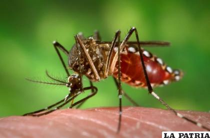 El Aedes aegypti, principal vector del virus de la fiebre amarilla /Archivo Internet