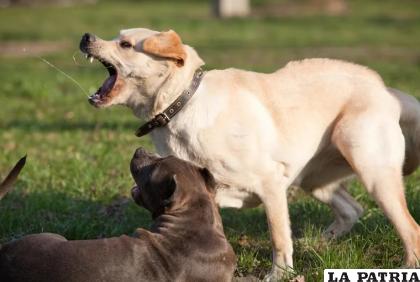 El perro no ataca sin antes evaluar a la persona que tiene en frente /Infobae