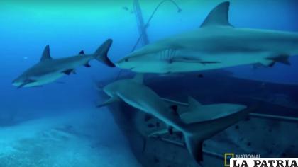 Los tiburones en Brasil son más letales /NatGeo