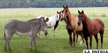 Las cebras y caballos se parecen solo físicamente, pero no en comportamiento /RRSS
