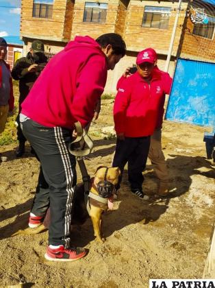 Canes fueron trasladados a Zoonosis /GAMO