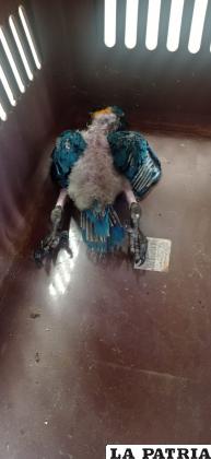 El Guacamayo murió en tránsito /DSA 
