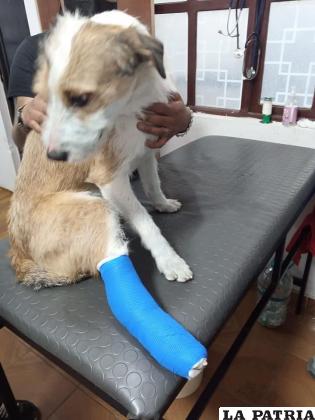 Can que cayó de una construcción recibió asistencia veterinaria /GAMO