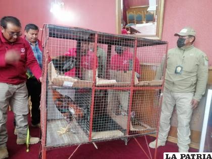 Recuerdan que las peleas de gallos están prohibidas /LA PATRIA