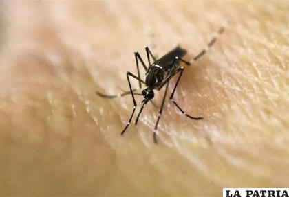 Mosquito del dengue /AFP