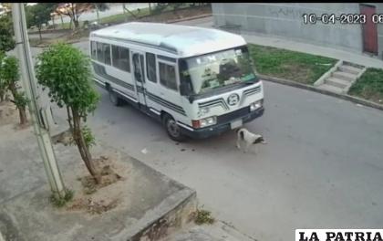 En la imagen se muestra al micro a punto de atropellar al can /RR.SS.