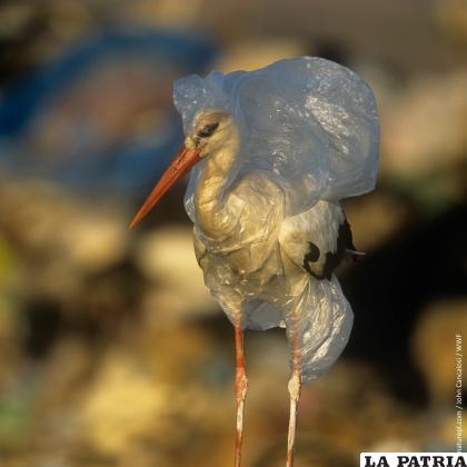 El plástico que ingieren las aves es un grave problema 
/John Cancalosi - WWF