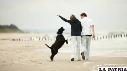 Es importante tener en cuenta qué aspectos del comportamiento perruno estamos explorando en cada juego /IStock