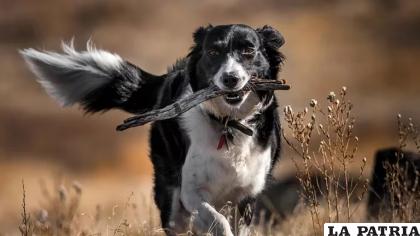 Aunque es muy común el uso de ramas para jugar con nuestros perros, no es el objeto más recomendable ya que puede generar lesiones /Getty