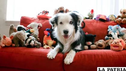 Otro de los juguetes más elegidos por los perros son los peluches, su suavidad les remite a la captura de algunas presas /Getty
