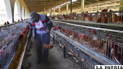 Una granja avícola en Cochabamba /APG