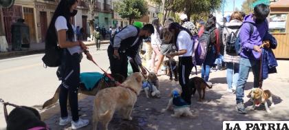 El desfile de mascotas se desconcentró en el Parque de la Unión /LA PATRIA
