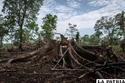 Lo poco que queda de bosque en Santísima Trinidad corre riesgo / Marcelo Pérez