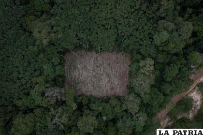 La deforestación se agudiza dentro del Sur del parque /Marcelo Pérez