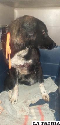 El perro héroe que falleció por las heridas provocadas /LA PATRIA
