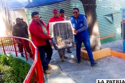 Animal silvestre fue trasladado al Zoológico /GAMO