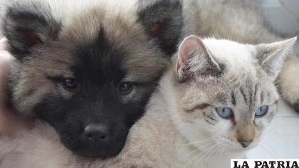La idea de que perros y gatos se llevan mal por naturaleza es desmentida por la experiencia de la mayoría de quienes conviven con mascotas de ambas especies /Pixabay
