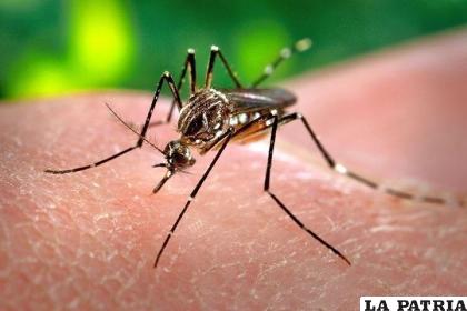 Oruro en silencio epidemiológico por dengue /JORNADA
