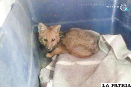 Zorrito rescatado de un domicilio /GAMO
