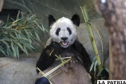 Ya Ya, la panda gigante /AP Foto /Karen Pulfer Focht, Archivo