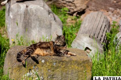 Los gatos no son animales del diablo / iStock /anamejia18
