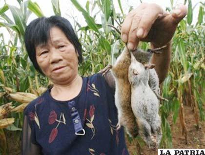 Las ratas, una plaga que destruye cultivos en Asia