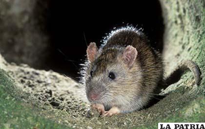 570 millones de personas podrían alimentarse con lo que se comen las ratas