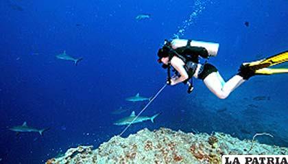 En Palau el turismo de buceo con tiburones es muy popular