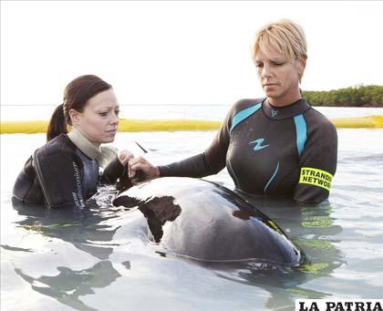 Las ballenas piloto son rescatadas por humanos