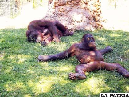 El Orangután en área protegida