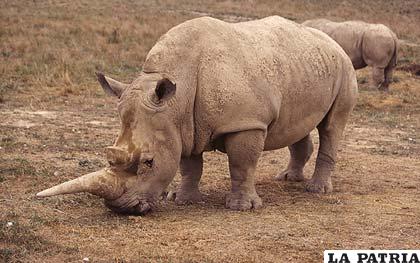 Se expone al rinoceronte en peligro de extinción