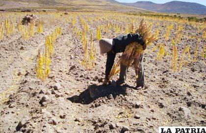 Mancomunidad Aymaras Sin Fronteras coadyuva en programas productivos