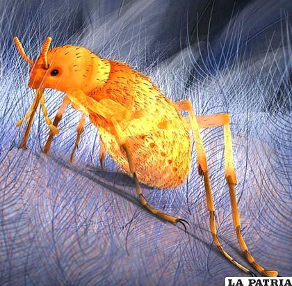 Este insecto similar a una pulga, Pseudopulex jurassicus, vivió hace 165 millones de años y usaba su apéndice para alimentarse de la sangre de los dinosaurios. Ilustración de Wang Wang, gentileza de la Univ. Estatal de Oregón