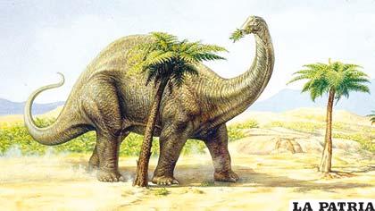 El Apatosaurus o brontosaurio tenía 4,5 metros de altura y un peso similar a cuatro elefantes