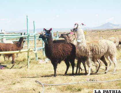 Oruro posee en su territorio un potencial muy importante de ganado camélido