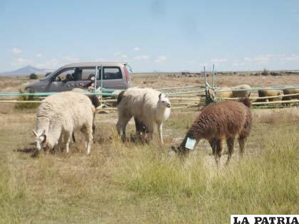 En Oruro se mejora la producción del ganado camélido