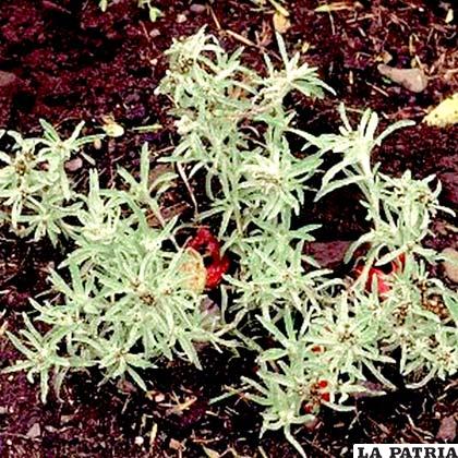 Wira wira, hierba que usualmente se utiliza para calmar las molestias provocadas por la tos, el asma, la bronquitis, el resfrío y la fiebre
