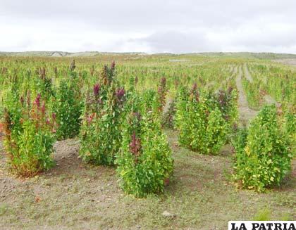 El “grano de oro” cada vez logra mayor aceptación en los mercados internacionales