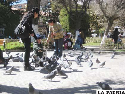 Las palomas se han multiplicado de forma peligrosa